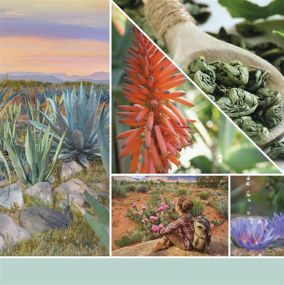 Aloe & Agave Signature Medium Jar – Image 3